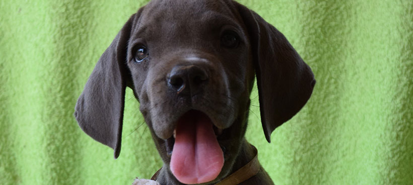 Cane alano femmina